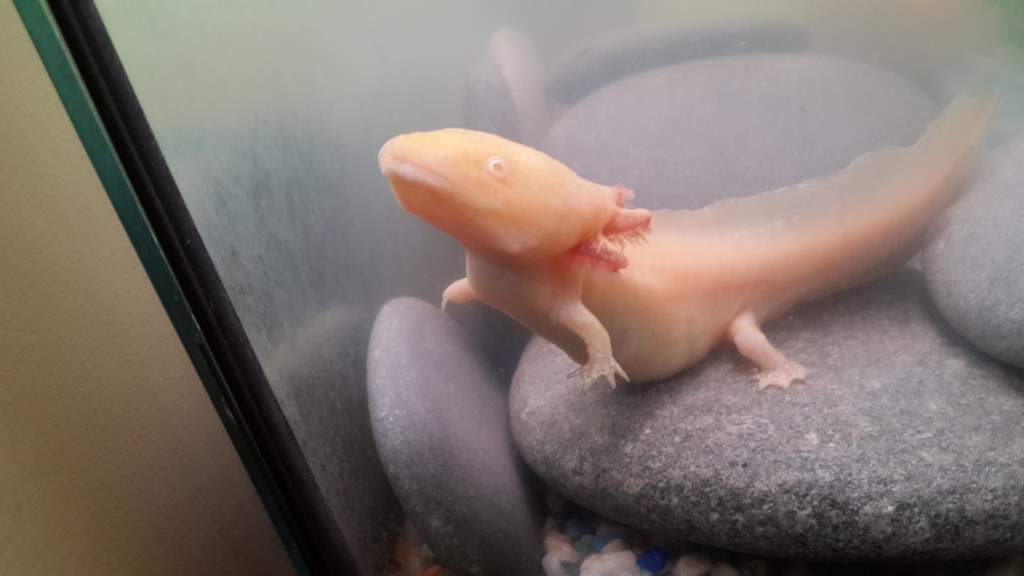 Mew just chilling