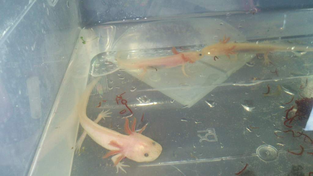 mew, salemence and charmander