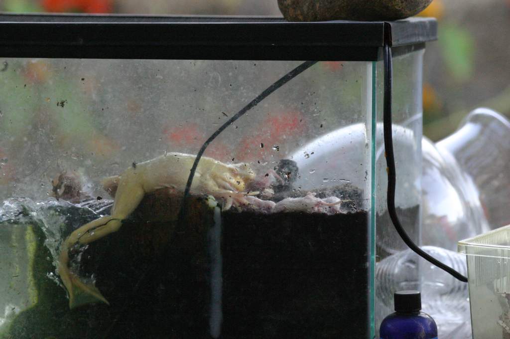 Mice Exterminating Frog