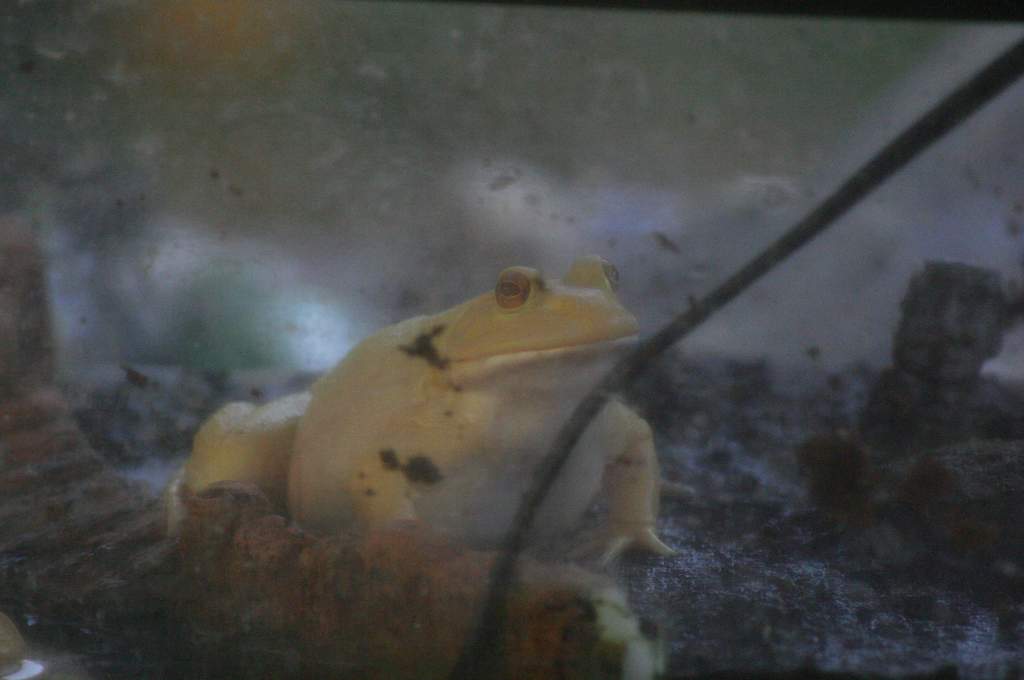 Mice exterminator.