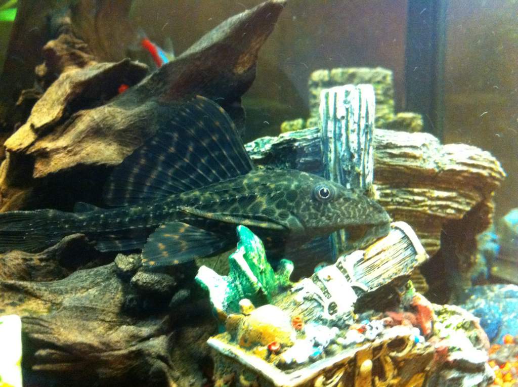 Mick (lives in the tropical tank)