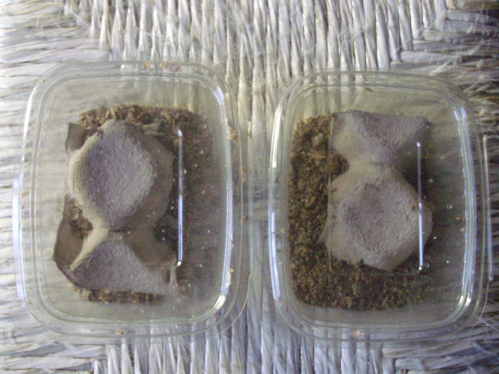 Micro crickets