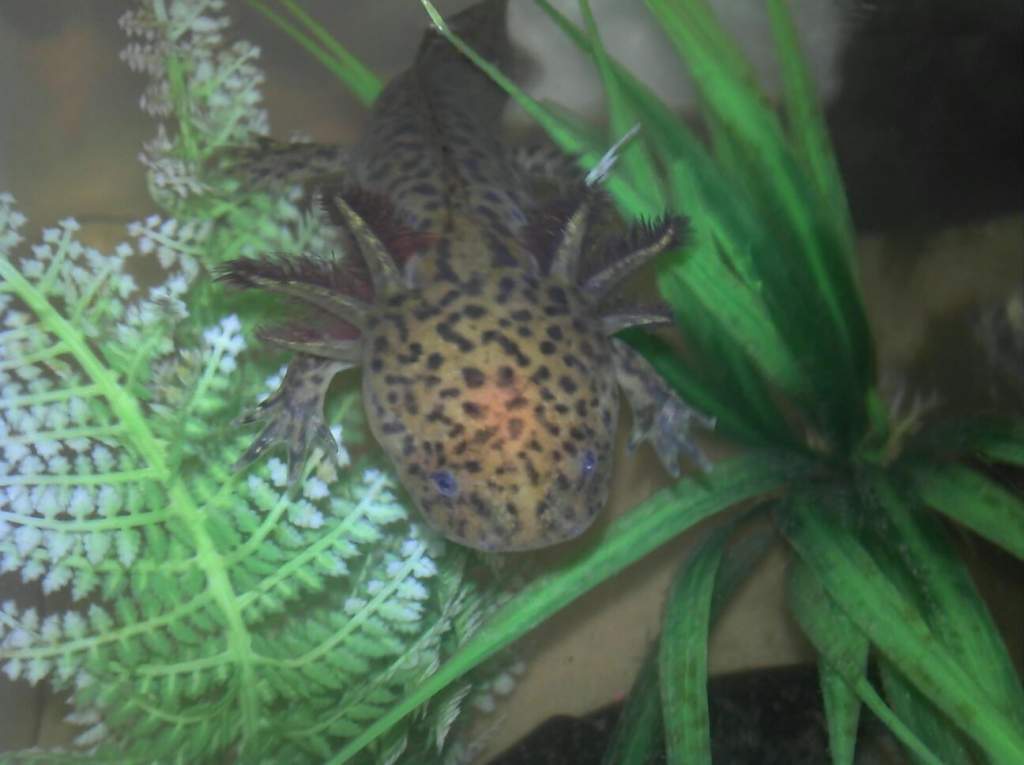 Midori