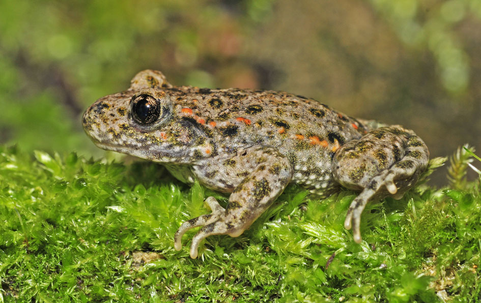 Midwife Toad