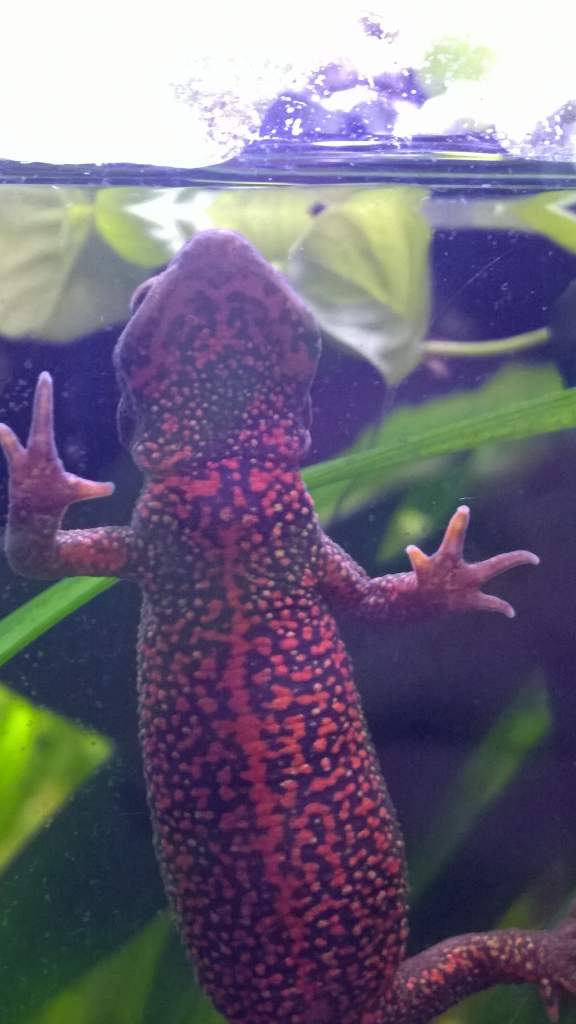 Miialili, one of our first two c.pyrrhos. One toe missing, probably due to bad conditions when caught in wild or fish company in the previous home.