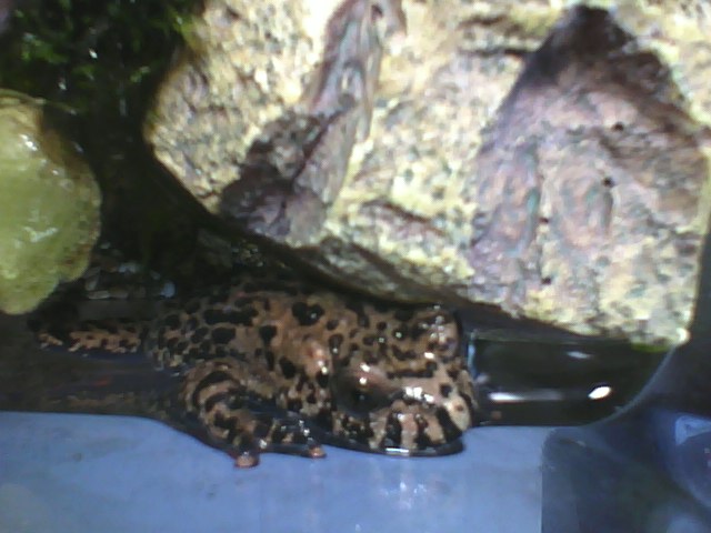 Miku ^^ dont know if this frog is female ><