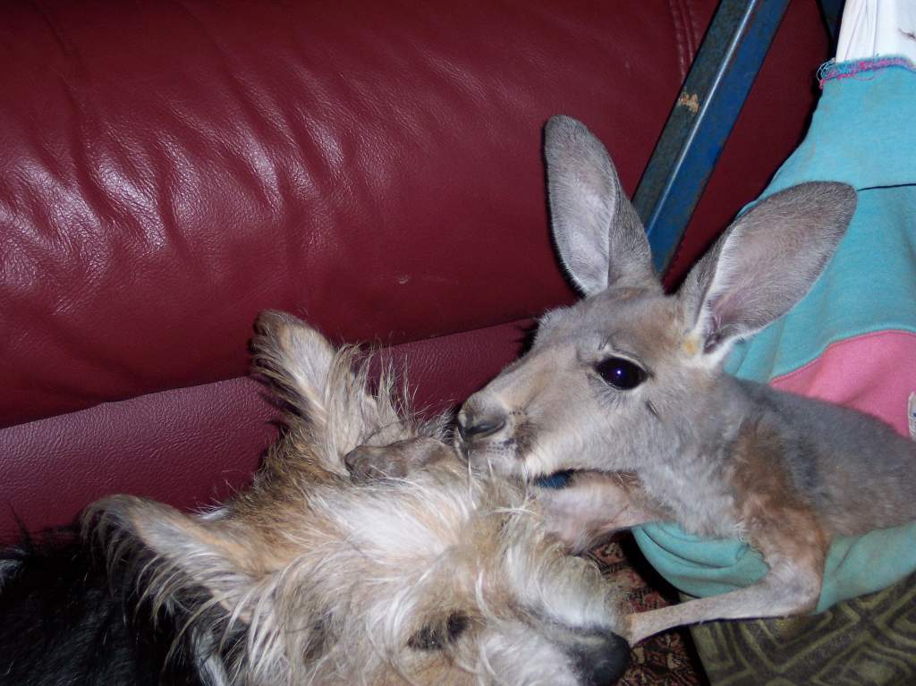 MIllie grooming Ellie