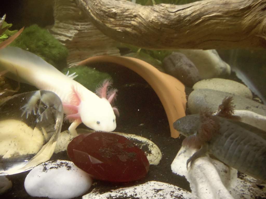 minnie my other gfp lucy