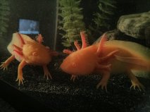 Minxie & Gartha