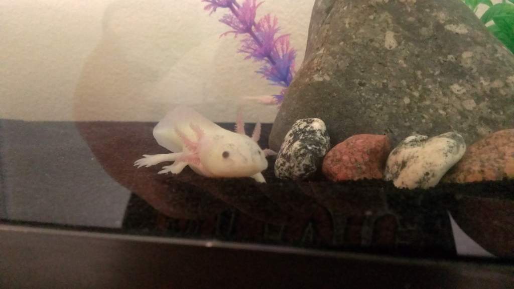 Mixi, just hanging out by her favorite rock.