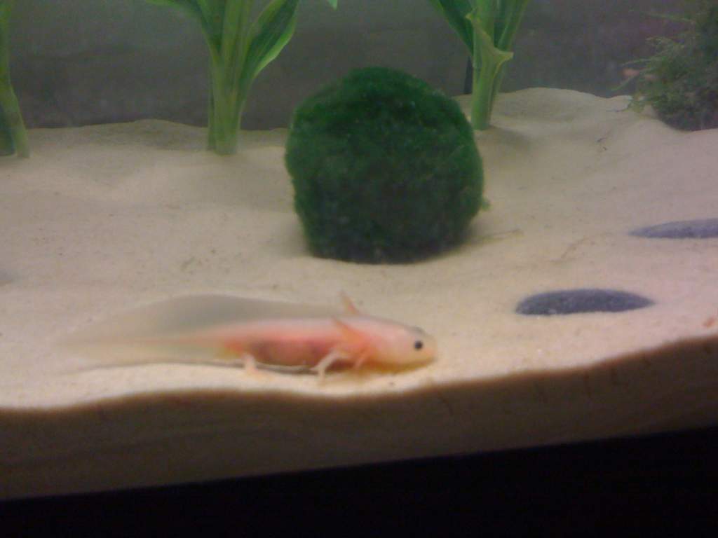 Moe in front of his moss ball