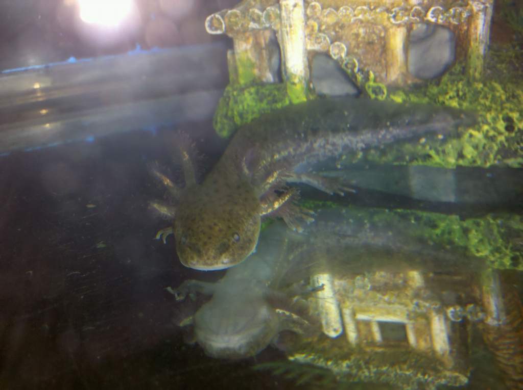 Molly, our first wildtype