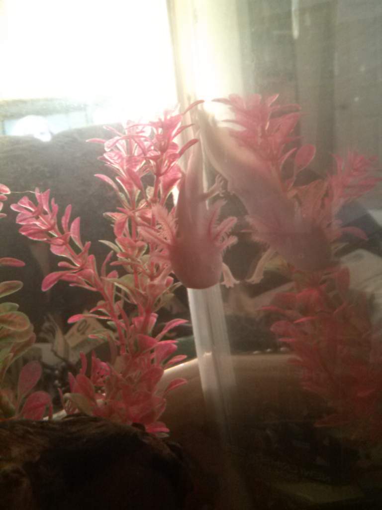 Monster pretending to be Batlotl.