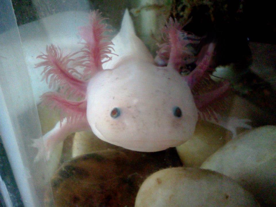 Monster