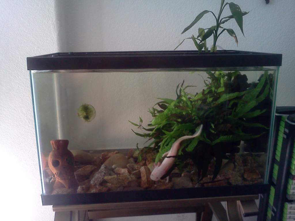 Monster's Tank