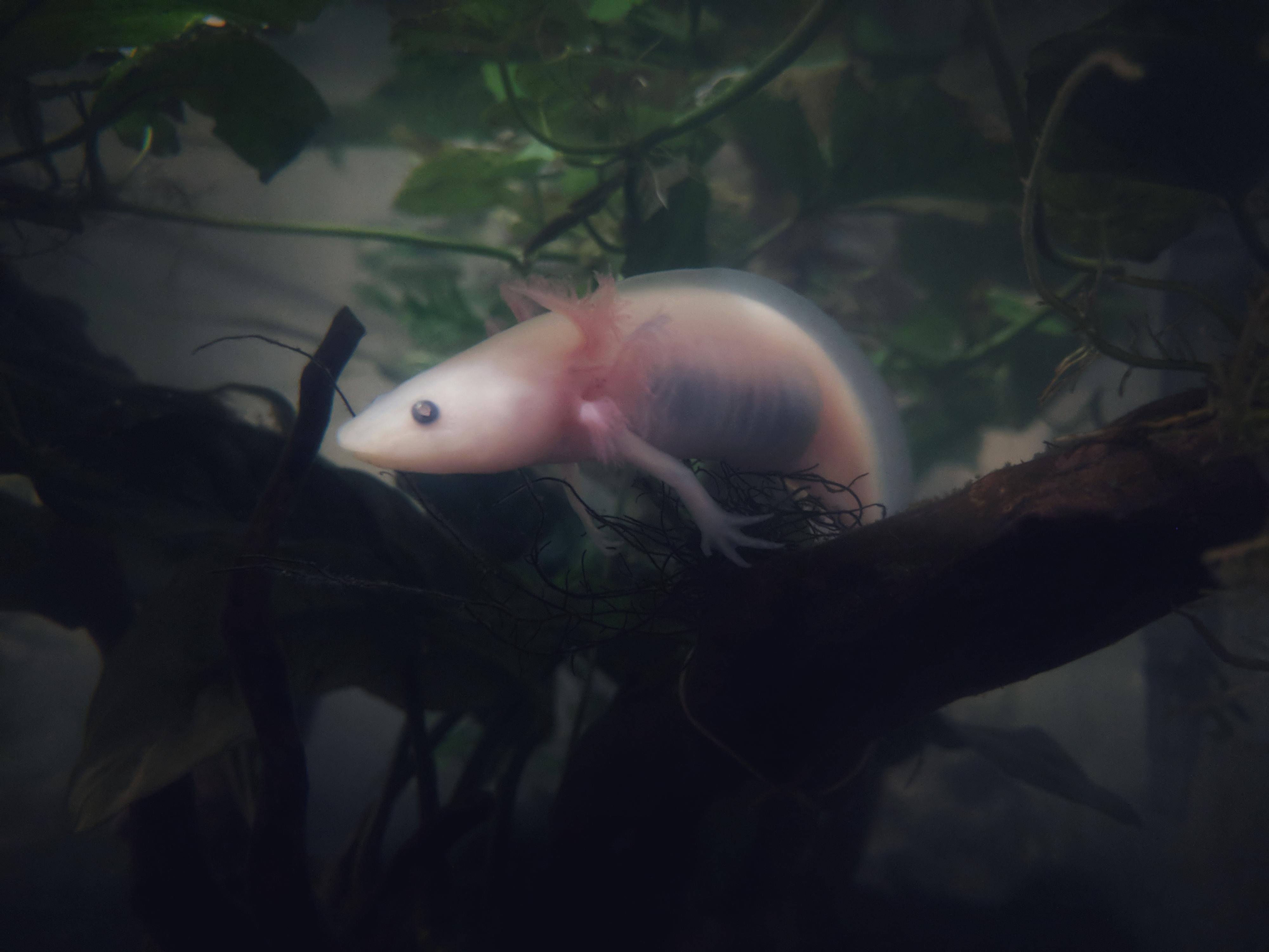 Moody Flotsam