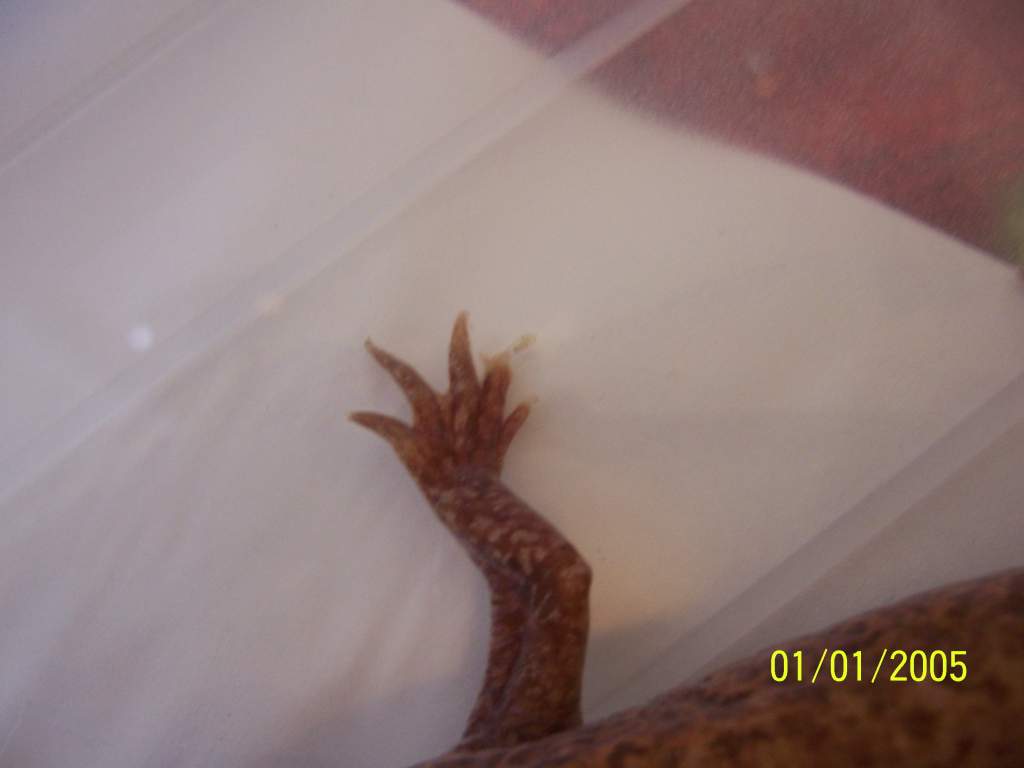 more clear photo of the left toe