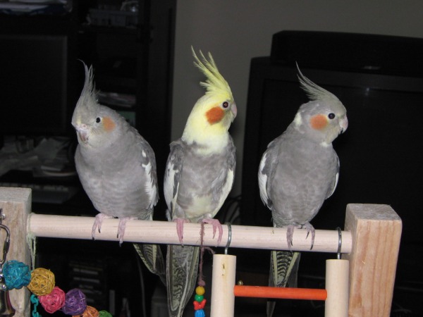 More Cockatiels