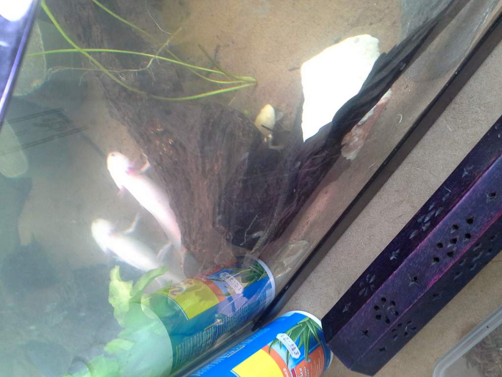 More exploring!  And finding nice hiding spots :)