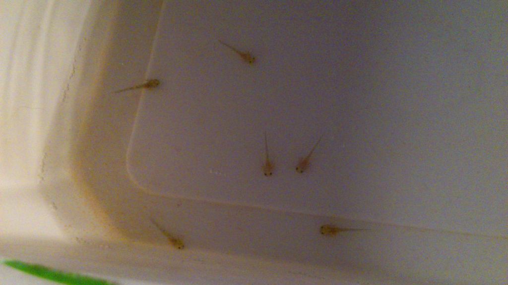 More hatchers, their little orange bellies are so cute:D Probably from eating all that brineshrimp:P