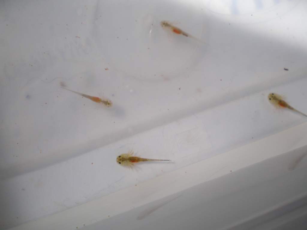 More little larvae