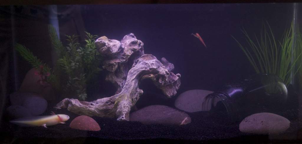 More of Bluebell's tank