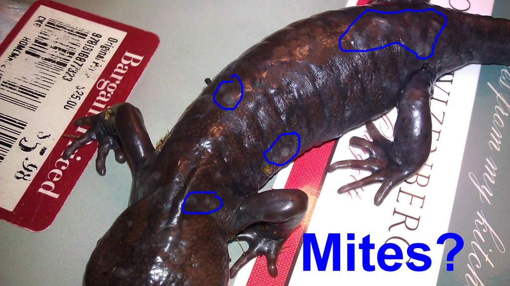 More of what might be mites.