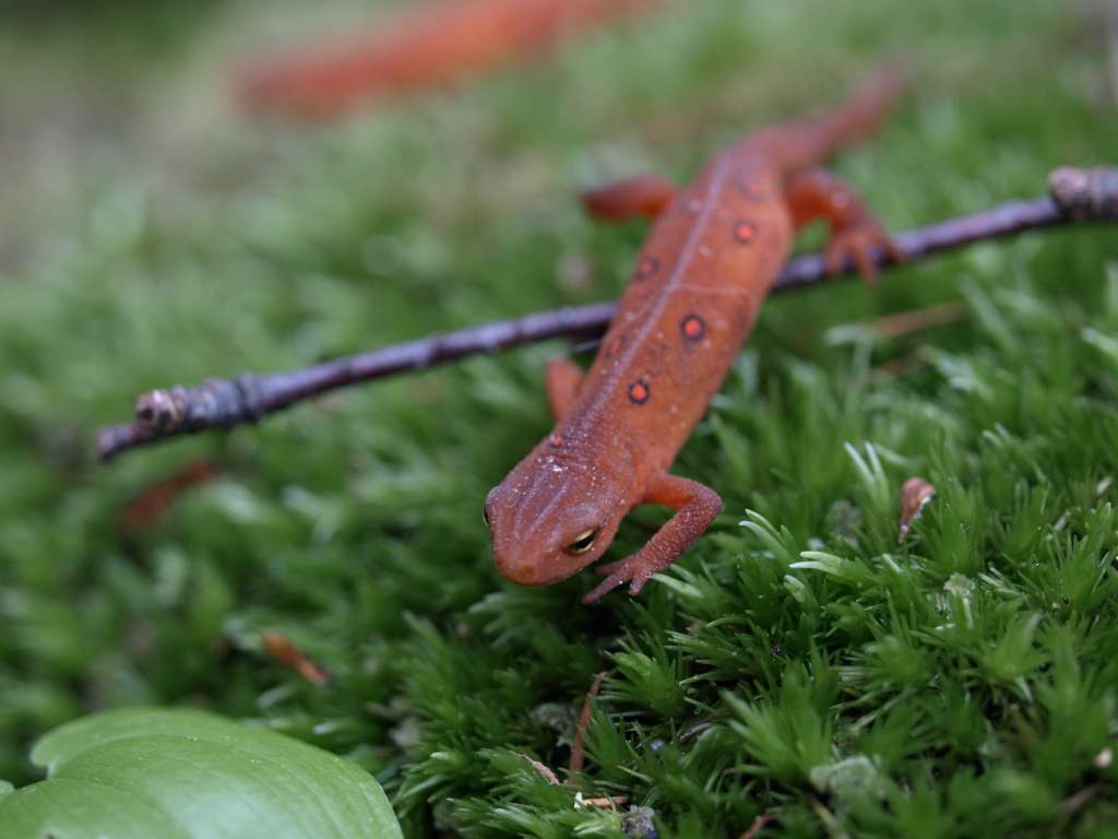 More Red spot Eft stage newt on COld day