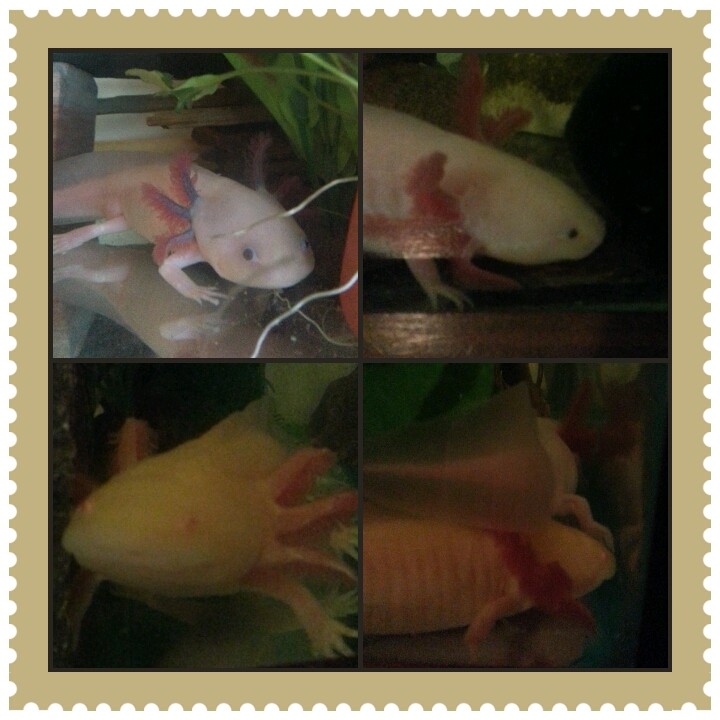 Morgan Freeman, Axl Rose, Simba, Axl Rose on top of Simba