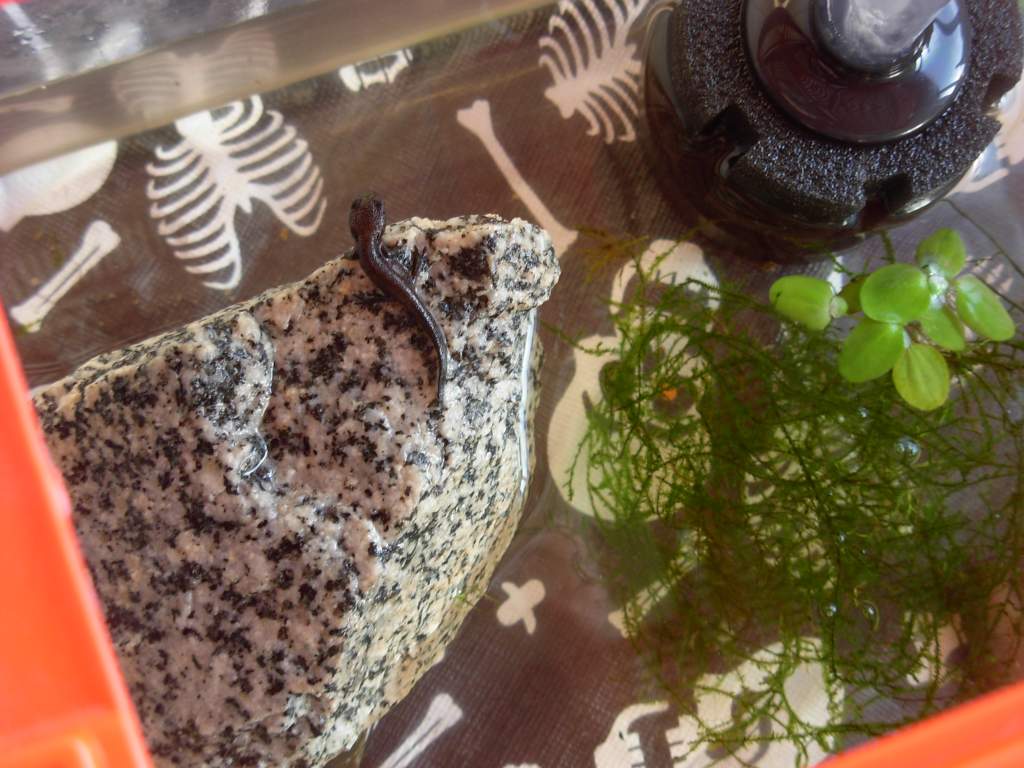 Morph! Found him on the sponge filter this morning.  :D