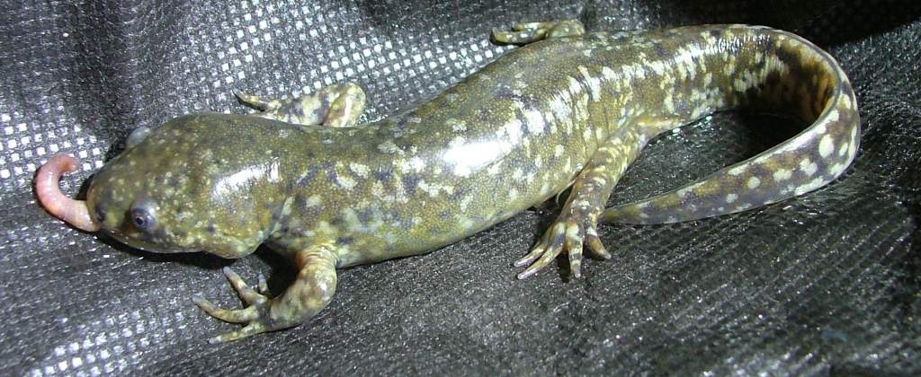 Morphed eating (MM+18dys)