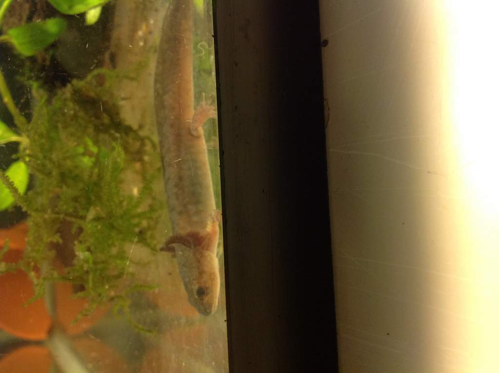 Morphing larvae