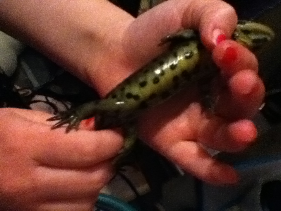 Morphing nicely. Color changing as can be seen by his abruptly green belly.