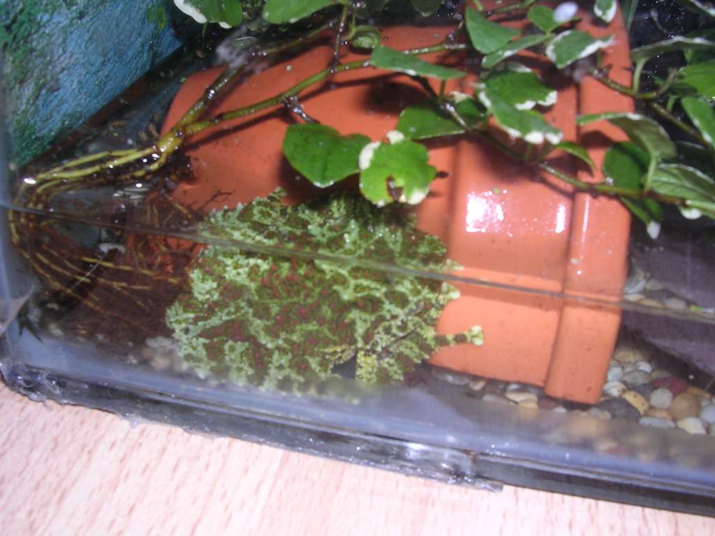 mossy frog