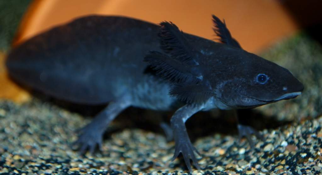 Motley, compact melanoid