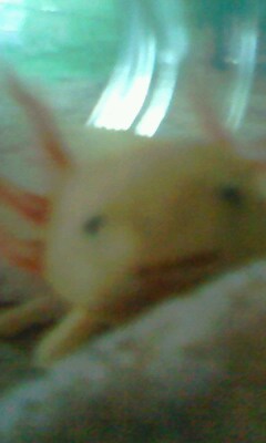 mouth full of blood worm
