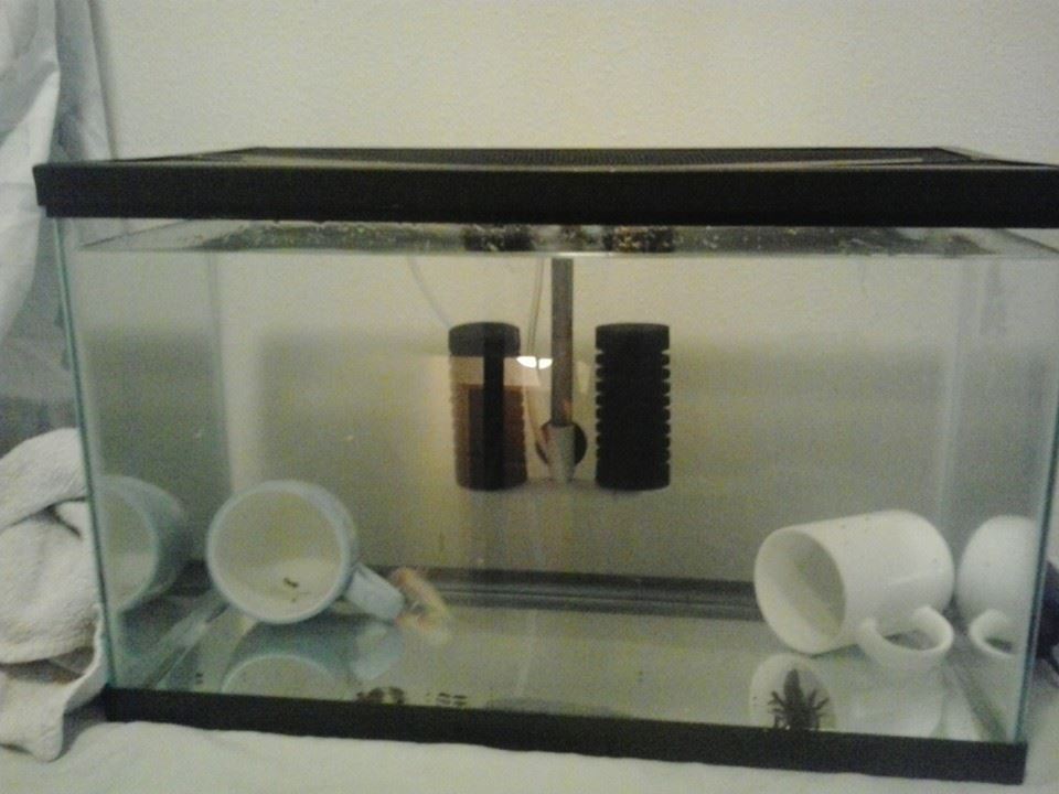 Moved their tank to the living room now that they are use to people
