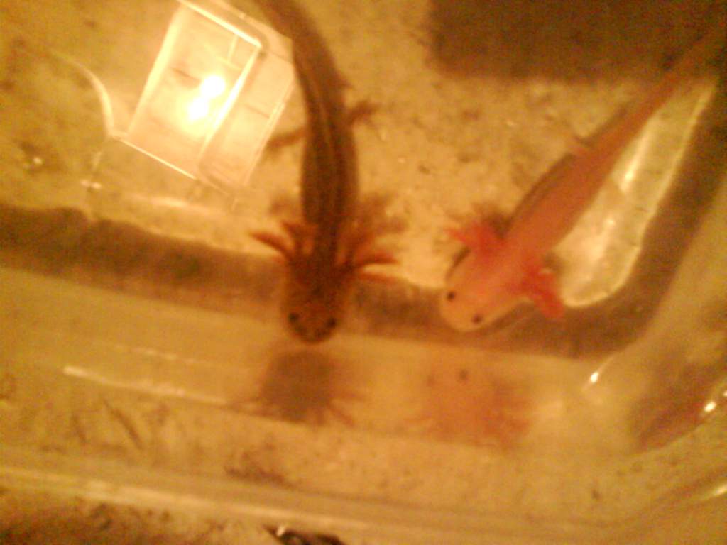 Mudkip and Silkey :)