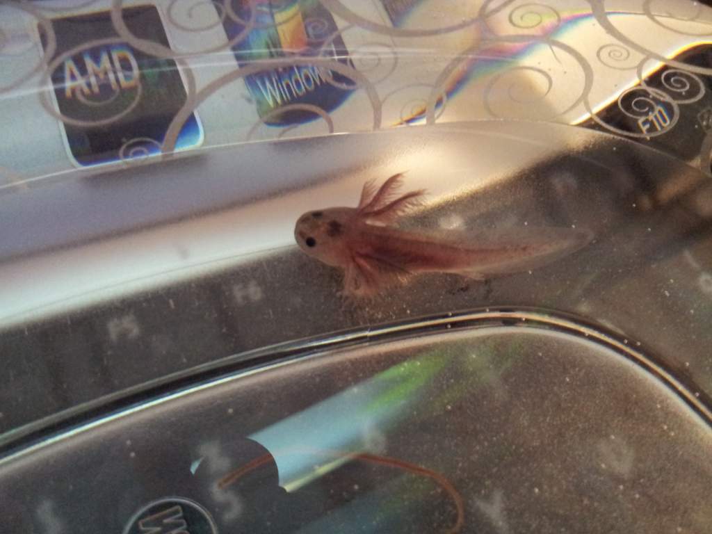 Mudkip at 1 inch