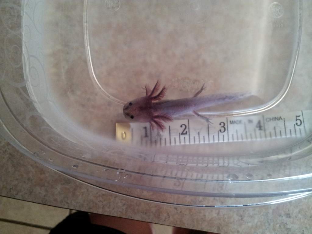 Mudkip at 4 inches