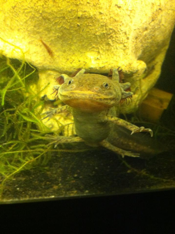 Mudkip being his dopey self and not even noticing the cherry shrimp behind him.