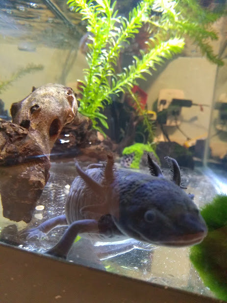 mudkip glamour shot