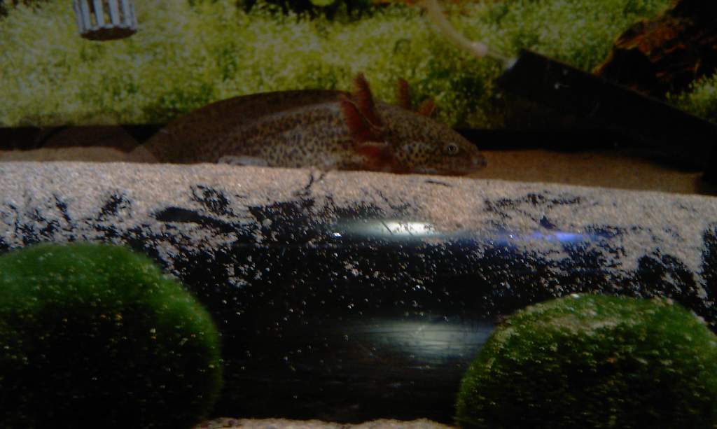 Mudkip looking quite sad :( :s