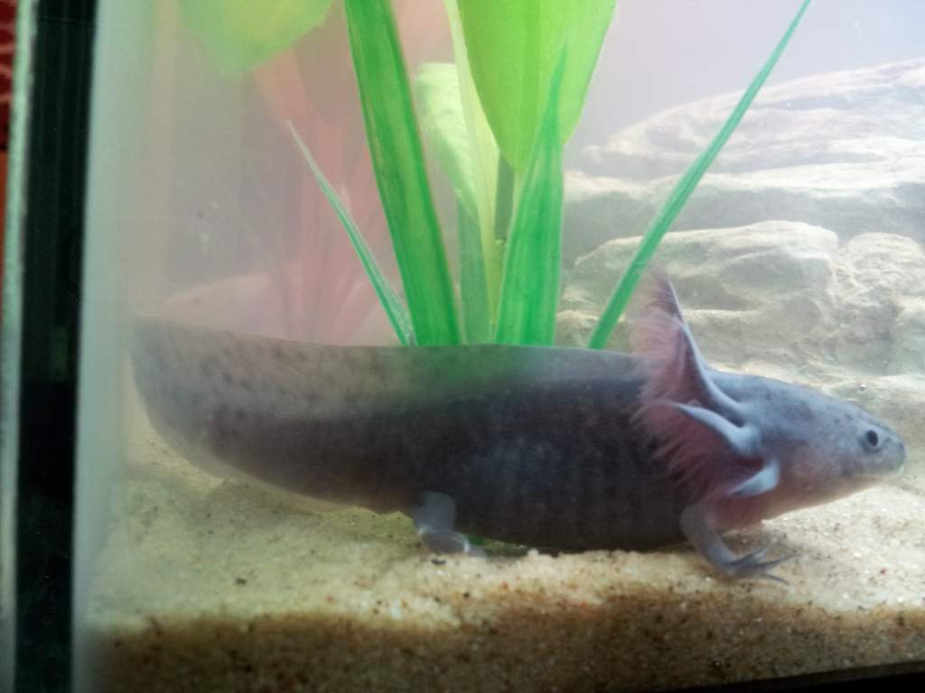 Mudkip now 5 inches