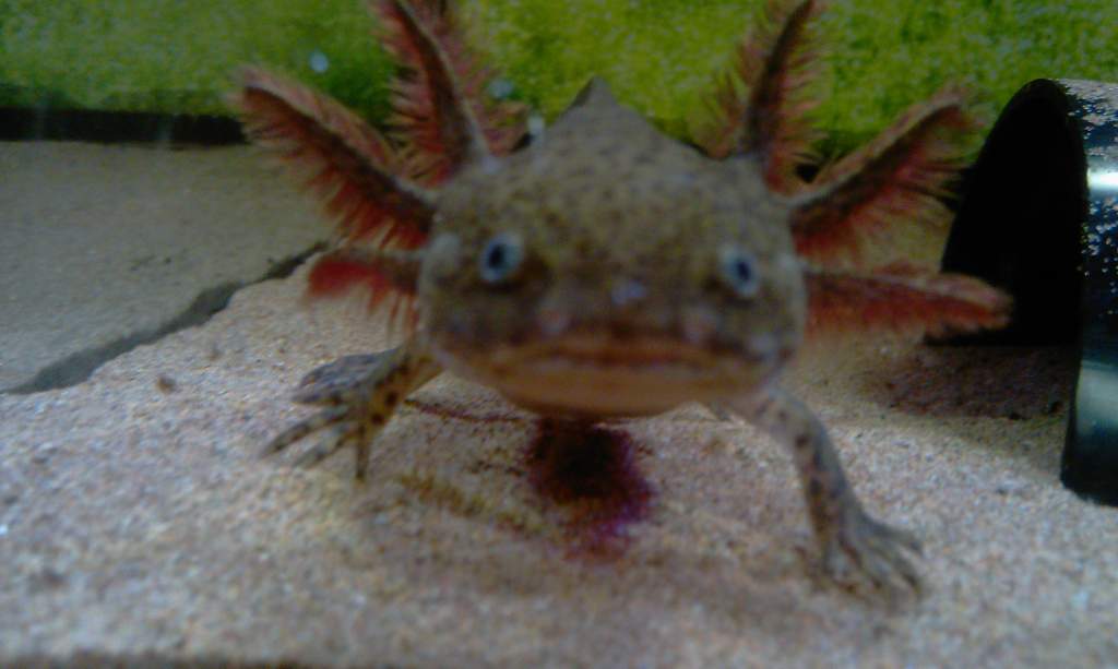 Mudkip