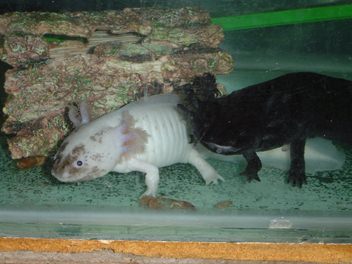 mudpelt and hazels parents - cant wait till our guys are this big!