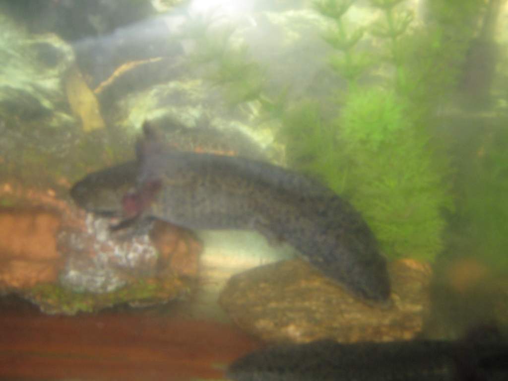 mudpelt - definately the darker of the two