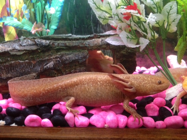 Mum - Gazoo (Copper)