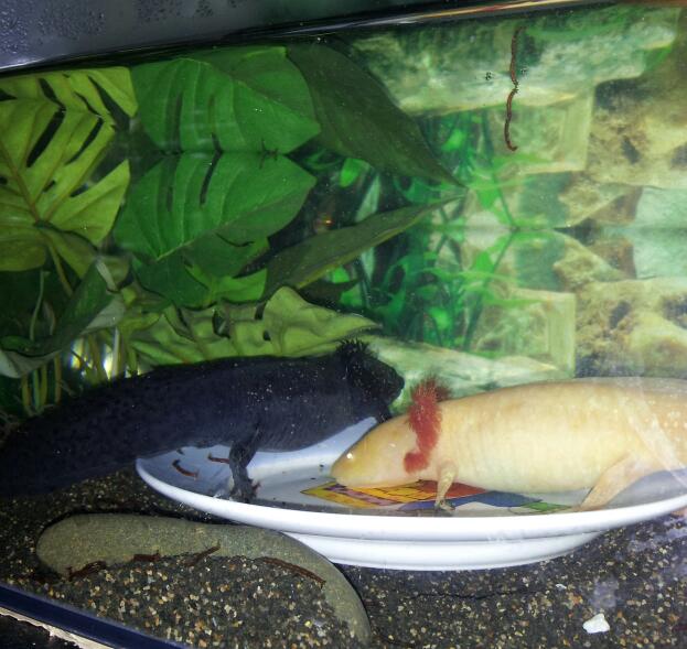 Munching on yummy bloodworms