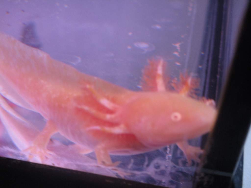 Murly, my newest lovely! From AuntieJude :) Golden albino beauty <3